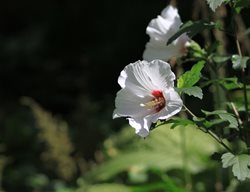 Rose Of Sharon, Hibiscus Syriacus
Creative Commons
