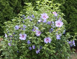 Rose Of Sharon Plant
Shutterstock.com
New York, NY