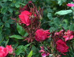 Rose Rosette Disease
Shutterstock.com
New York, NY