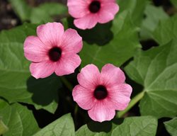 Rose Sensation Thunbergia, Pink Flowering Vine
Millette Photomedia

