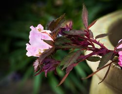 Rose With Rose Rosette Disease, Witches Broom Rose Rosette
Shutterstock.com
New York, NY