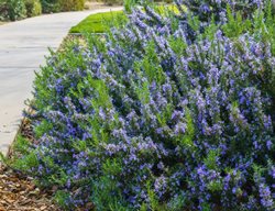 Rosemary Along Walkway
Shutterstock.com
New York, NY