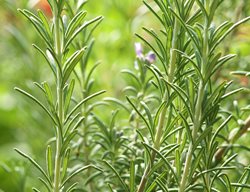 Rosemary Plant, Rosemarinus Officinalis
Garden Design
Calimesa, CA