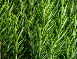 Rosemary Plant, Rosmarinus
Shutterstock.com
New York, NY