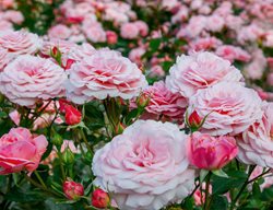 Roses
Garden Design
Calimesa, CA