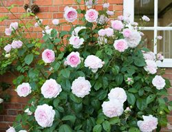 Roses In English Garden
Shutterstock.com
New York, NY