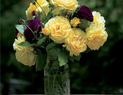 Roses In Vase, Rose Arrangement
Weeks Roses
Wasco, CA