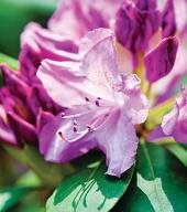 Roseum Elegans
Garden Design
Calimesa, CA