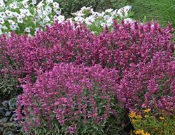 Rosie Posie Agastache, Anise Hyssop
Proven Winners
Sycamore, IL