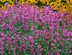 Rosie Posie Anise Hyssop, Agastache Hybrid
Proven Winners
Sycamore, IL