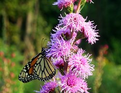 Rough Blazing Star, Liatris Aspera, Button Blazing Star
Shutterstock.com
New York, NY