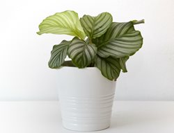 Roundleaf Calathea, Calathea Orbifolia
Shutterstock.com
New York, NY