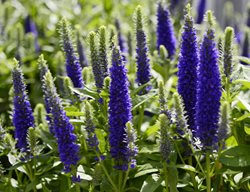 Royal Candles Veronica, Dwarf Spike Speedwell, Veronica Spicata
Shutterstock.com
New York, NY