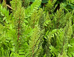Royal Fern, Osmunda Spectabilis
Garden Design
Calimesa, CA