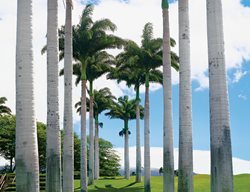 Royal Palms (roystonea Olercea)
Garden Design
Calimesa, CA