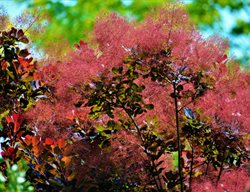 Royal Purple Smoke Bush, Smoke Tree
Shutterstock.com
New York, NY