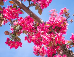 Royal Raindrops Crabapple, Malus Royal Raindrops Crabapple Tree
Shutterstock.com
New York, NY