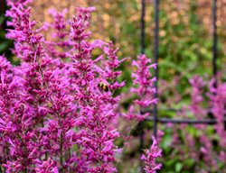 Royal Raspberry Agastache, Anise Hyssop
Proven Winners
Sycamore, IL