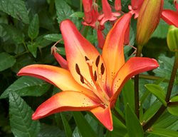 Royal Sunset Asiatic Lily, Lily Flower
Garden Design
Calimesa, CA