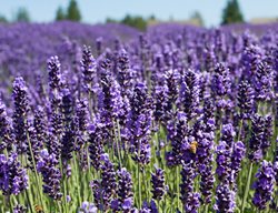 Royal Velvet Lavender, Flower Spikes
Garden Design
Calimesa, CA