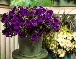 Royal Velvet Petunia, Purple Petunia, Annual Flower
Proven Winners
Sycamore, IL