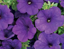 Royal Velvet Supertunia, Purple Flower, Purple Petunia
Proven Winners
Sycamore, IL