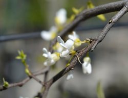 Royal White Redbud Tree
Shutterstock.com
New York, NY
