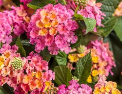 Royale Cosmo Lantana, Pink And Yellow Lantana
Proven Winners
Sycamore, IL