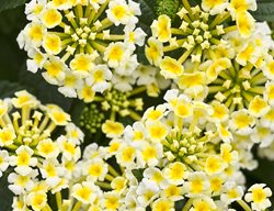Royale Pina Colada Lantana, Yellow And White Lantana
Proven Winners
Sycamore, IL