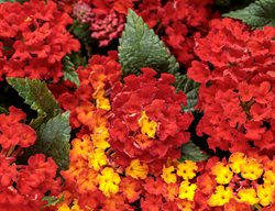 Royale Red Zone Lantana, Red And Yellow Lantana
Proven Winners
Sycamore, IL