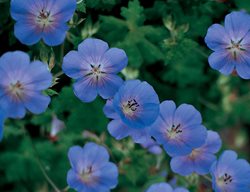 Rozanne Geranium, Hardy Geranium, Blue Flower
Proven Winners
Sycamore, IL