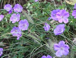 Rozanne Geranium
Johnsen Landscapes & Pools
Mount Kisco, NY