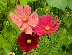 Rubenza Cosmos, Cosmos Bipinnatus
Garden Design
Calimesa, CA