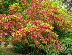 Rubidor Weigela, Chartreuse Foliage
Garden Design
Calimesa, CA