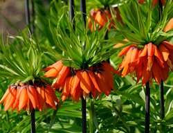Rubra Maxima Fritillaria, Fritillaria Imperialis
Shutterstock.com
New York, NY