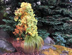 Ruby Falls Redbud, Cercis Canadensis 'ruby Falls'
Garden Design
Calimesa, CA