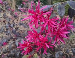Ruby Fringe Flower, Loropetalum, Red Flower
Shutterstock.com
New York, NY