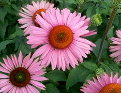 Ruby Giant Purple Coneflower, Echinacea Purpurea
Proven Winners
Sycamore, IL