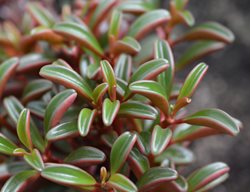 Ruby Glow Peperomia, Peperomia Graveolens
Shutterstock.com
New York, NY