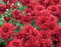 Ruby Mound, Korean Mum
Alamy Stock Photo
Brooklyn, NY