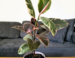 Ruby Rubber Plant, Ficus Elastica
Shutterstock.com
New York, NY