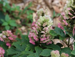 Ruby Slippers Oakleaf Hydrangea, Hydrangea Quercifolia
Millette Photomedia
