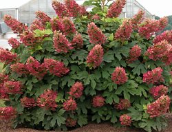 Ruby Slippers, Oakleaf Hydrangea
Spring Meadow Nursery
Grand Haven, MI