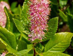 Ruby Spice Clethra, Ruby Spice Summersweet
Shutterstock.com
New York, NY