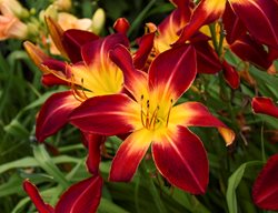 Ruby Spider Daylily, Red Daylily, Hemerocallis Hybrid
Proven Winners
Sycamore, IL