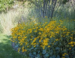 Rudbeckia Fulgida, Orange Coneflower
Jonathan Alderson Landscape Architects Inc.
Wayne, PA