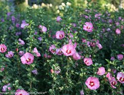 Ruffled Satin Hibiscus, Pink Hibiscus
Proven Winners
Sycamore, IL