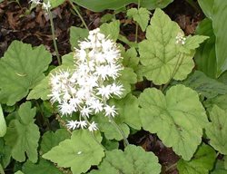 Running Tapestry Tiarella, Foamflower, Tiarella Cordifolia
Millette Photomedia
