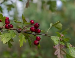 Russian Hawthorn, Crataegus Ambigua, Hawthorn Tree Fruit
Shutterstock.com
New York, NY