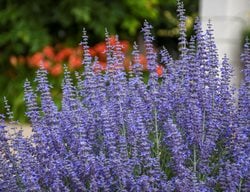 Russian Sage, Denim Lace, Perennial Of The Year
Proven Winners
Sycamore, IL